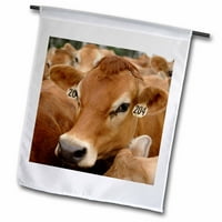 3Droza dres mliječne krave, rebro jezero, Wisconsin - US Krs - Keith i Rebecca Snich - Zastava bašte,