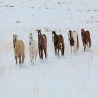 Konjsko vozilo zimi na skrovištem rančevom, školjki, stado konji koje trče u zime za plakat snijega