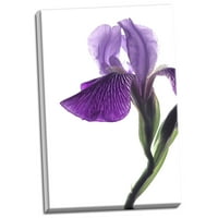 Gando Početna Dekor Purple Iris II Monika Burkhart; Jedna 24x36IN ručno rastegnuta platna