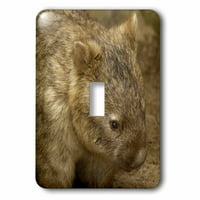 Zajednički Wombat, Marsupial, Australija-au Po - Pete Oxford Jedinstveni prekidač LSP-73392-1
