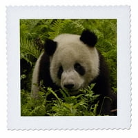 3drose divovski panda medvjedi, očuvanje Kina, Kina - AS PO - Pete Oxford - Kvadrat Quill, po