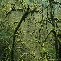 Mossy stabla bez lišća zimi; Allegany, Oregon, Sjedinjene Američke Države Poster Print by Robert L.