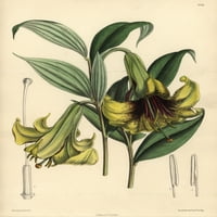 Lilium Nepalense, žuta ljiljana porijeklom od postera za Himalaje Print ® Florilegije Mary Evans