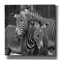 Epic grafiti 'zebras' Mike Jones, zidna zida Giclee Canvas, 54 x40
