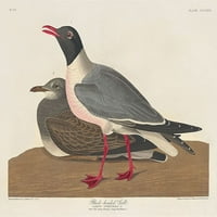 Galeb za crtanje gardaca Print John James Audubon 53537