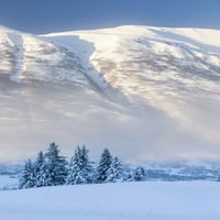 TREVELA OSRHOVA Svježe stalak za snijeg Prednji nosač za brezu Šuma Oblažene bijele snijeg Planisi za