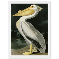 Audubon ptice Bijela pelikanska slikarstvo Nature Životinje Artwal Pad Framed Wall Art Print A4