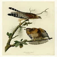 Crveni ramena Hawk Poster Print John James Audubon