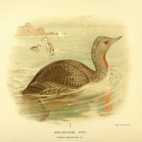 Ptice britanskog otoka ronilac, crveni poster Print Archibalda Thorburna