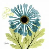 Veliki Chrysanthemum h Poster Print Albert Koetsier