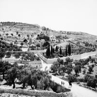 Mount o maslina, C1910. Naalni pogled na vrt gehsemane i nosača maslina, Istočni Jeruzalem. Fotografija,