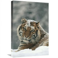 Global Galerija in. Sibirski tigarski portret u laganoj snježnoj paru, sibirski tigar park, Kina Art
