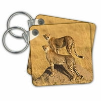 3Droza geparda, masai mara, Kenija, Afrika - Ključni lanci, 2. po, setu od 2