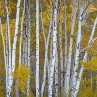 Aspen drveće u šumi, planina Boulder, Utah, USA Poster Print