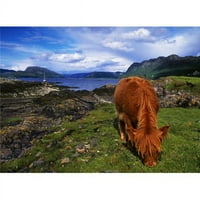 Highland goveda Scotland Poster Ispis od strane Irske kolekcije slike, 13