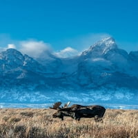 Portret bika sa planinom i nacionalnim parkom u pozadini-Wyomingu u pozadini Garber
