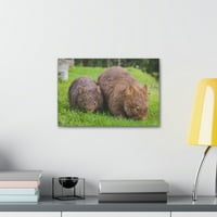 Wombat Par Wombat Par Ispis životinjske zidne umjetnosti Divljač platno Ispisuje zidnu umjetnost spremna