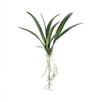 Allstate cvjetni i obrt jyl803-gr in. Silk Oncidium orhidejne listove listova - zelena