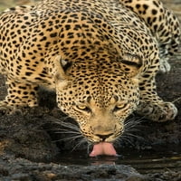 Leopard uzima pauzu za poster Ispis Jimmyz Jimmyz 14178F
