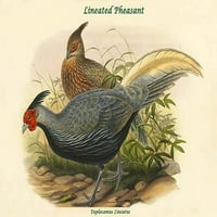 Euplocamus Oneatus - Ograđeni fazanski poster Print John Gould