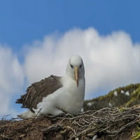 Otok Saunders Crno-obrva Albatross odmarajući se Cathy - Gordon Illg
