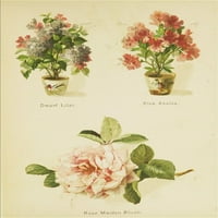 Umjetnički jezik cvijeća LILAC, Azalea, Rose Poster Print nepoznato