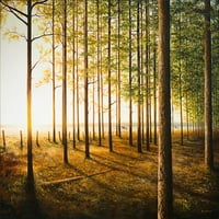 Sunrise u šumi Poster Print - Bruce Nawrocke