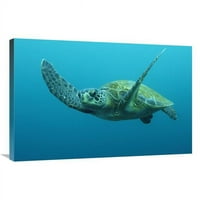Global Galerija u. Zelena morska kornjača Plivanje, Galapagos Islands, Ekvador Art Print - Pete Oxford