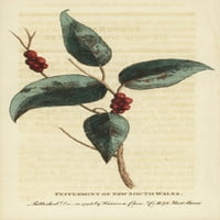 Sydney PepperMint, Eukaliptus Piperita Poster Print ® Florilegis Mary Evans