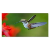 Predivan leteći hummingbird poster -image by shutterstock