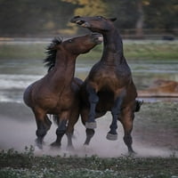 Staljoni ugriz i bitka u svetištu divljeg konja; Shingletown, California, Sjedinjene Američke Države