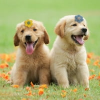 SIPEC štene za kosu ukrasni fluffni ugodni cvjetni psi kućni ljubimci za crijepe za yorkie