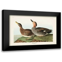 Audubon, John James Black Moderni uokvireni muzej Art Print pod nazivom - pl Galdwell patka