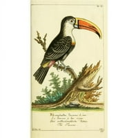 Nebo za ispis PPHPDA Naturgeschichte des Thierreichs Toucan Poster Print Daniel Sotzmann, 24