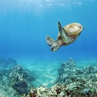 Havaji, zelena morska kornjača ugrožena vrsta. Print plakata