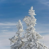 Snow-prekrivena stabalima na vrhu planine Luzen Central Nemačka-Bavarska od Martin Zwick