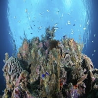 Koralni greben, Siaton, Filipini. Poster Print VwPics Stocktrek Images