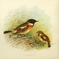 Ptice Britanije i Irske Stonechat Poster Print by Henrik Gr_nvold