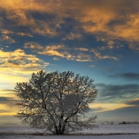 Smrznuto drvo u snijegu prekriveno polje na zalasku sunca sa šarenim oblacima i plavim nebom; Alberta,