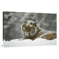u. Sibirski tigar portret u snježnoj oluji, sibirski tiger park, Kina Art Print - Konrad wothe