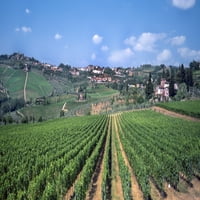 Povišen pogled na vinograd, La Castellina, Toskana, Italija Poster Print