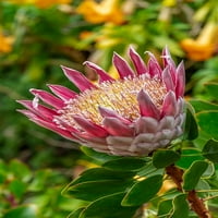 King Protea cvijet od Lise S. Engelbrecht