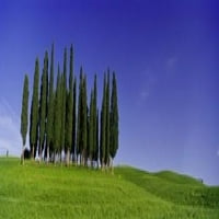 Drveće na pejzažu, Val d'Orcia, provincija Siena, Toskana, Italija Poster Print