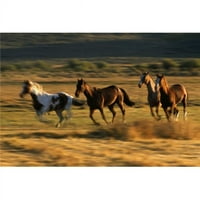 Divlji konji koji trče zajedno plakat Print prirodnim odabirom Craig Tuttle, - Veliki