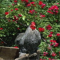 Domaća piletina, Barred Rock Cochin Bantam Rooster, Iowa, Sjedinjene Američke Države, Životinje rastegnute
