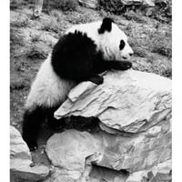 Posterazzi Sal Panda Penjanje u rock ailuropoda melanoleuca Print Print - In