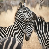 Afrika-Tanzanija voli zebras nûzzle u Serengeti plakat Print - Betty Sederquist