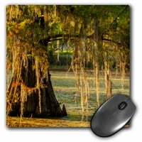 3drose SAD, Louisiana, jezero Martin. Cypress stablo u močvari. - jastučić miša, po