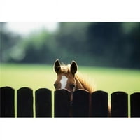 Posteranzi DPI1821466Lage čistokrvni konji ždrijeb koji gleda preko nosača ograde Ispis od strane irske
