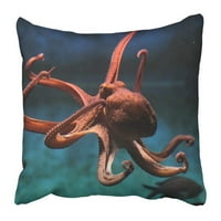 Podvodna zajednička hobotnica vulgaris divljim životinjama životinje divlje more plivajući akvarijum